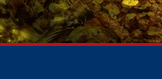 Intercasino Online Casino